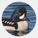 Search for migratory stickers Waterfowl