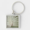 Search for bird square key rings One animal