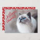 Search for feline christmas cards Cats