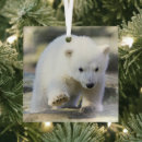 Search for polar bears christmas tree decorations Wild animal