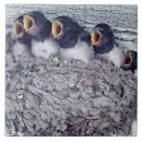 Search for swallow tiles Wildlife