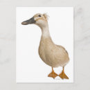Search for years old postcards Birds