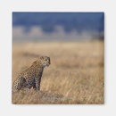 Search for grassland magnets Wildlife