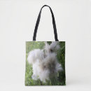 Search for angora Angora rabbit