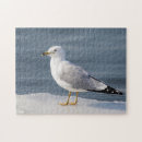 Search for gull puzzles Wildlife