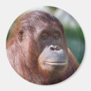 Search for ape kitchen dining Cool