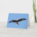 Search for red kite cards Blue