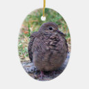 Search for doves photography Wildlife