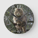 Search for tabby photography Pets