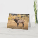 Search for bugle cards Antlers