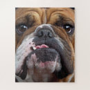 Search for english bulldog puzzles Animals