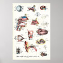 Search for organe anatomie posters Anatomy