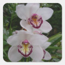 Search for white orchid stickers Elegant