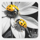 Search for yellow ladybug stickers Beetle