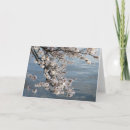 Search for washington dc cards Cherry blossoms