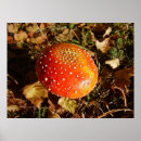 Search for agaric posters Fly