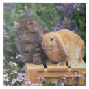 Search for ears tiles Animal