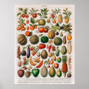 Search for vintage fruit posters Food