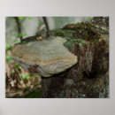 Search for tree stump posters Photography