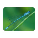 Search for common magnets Blue