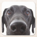 Search for black labrador coasters Animal