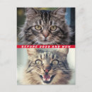 Search for funny thinking of you postcards Cat