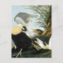 Search for audubon postcards Granger