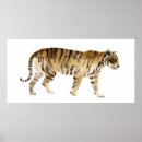 Search for tiger posters Watercolor