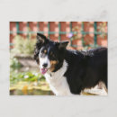 Search for border collie postcards Bob and pam langrish