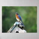 Search for bluebird art Birds