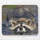 Search for racoon picture electronics Wildlife