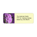 Search for phlox Flowers
