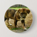 Search for bff badges Dog