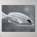 Search for black and white fish art Tropical