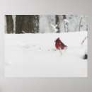 Search for cardinals in winter posters Snow