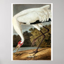 Search for audubon crane posters John james audubon