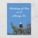 Search for eagle on postcards Nature