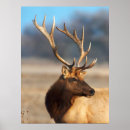 Search for wapiti posters Bull