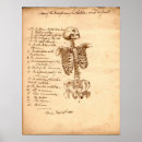 Search for human skeleton art Bones