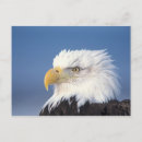 Search for america eagle postcards Portrait