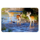 Search for tail magnets Wildlife