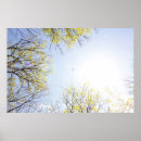 Search for plane tree posters Aeroplane