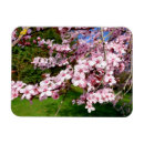 Search for cherry tree magnets Sakura