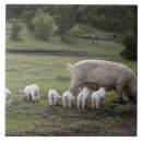 Search for piglet tiles Animal