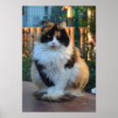 Search for cat breeds posters Kitty