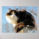 Search for pretty kitty posters Feline