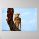 Search for big cat posters Closeup