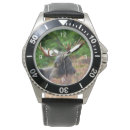Search for moose watches Wildlife