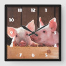 Search for piglet clocks Baby pig