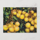 Search for grapefruit postcards Florida
